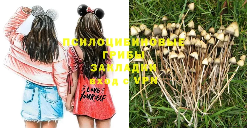 продажа наркотиков  Буйнакск  Псилоцибиновые грибы Psilocybe 